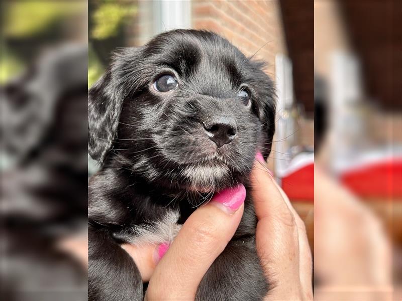 Mini COTRALIAN Welpen COCKER SPANIEL MINI AUSSIE MIX ab dem 29.9