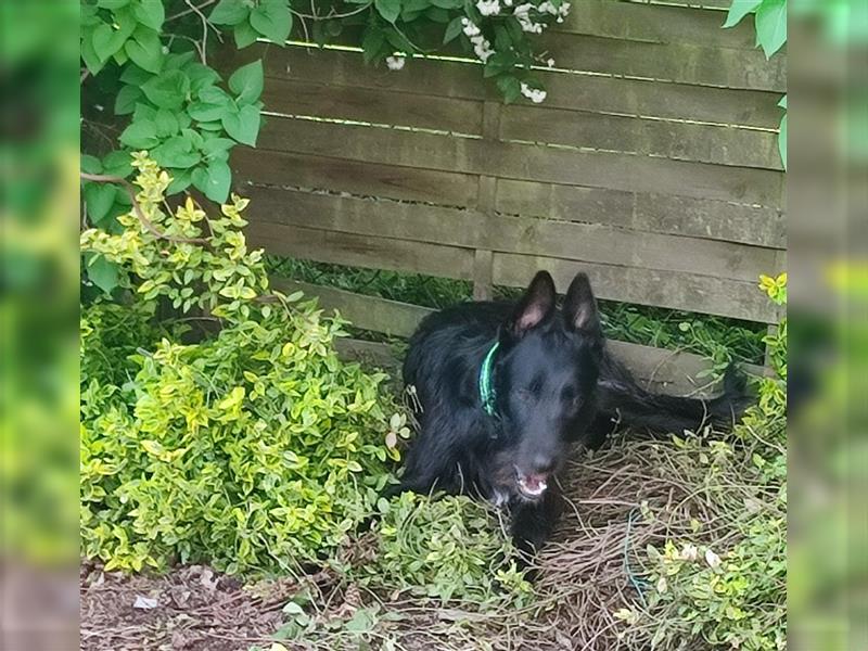 Holländischer Schäfer/ Malinois Mix