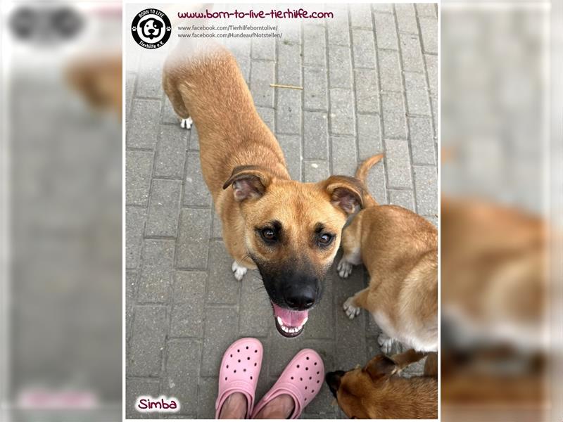 Bildhübscher Hundejunge SIMBA sucht ein liebes Zuhause