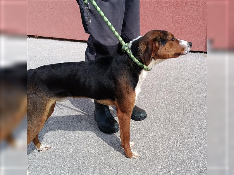 Boni Posavski Gonic Mischlingshund Mischling Rüde sucht Zuhause oder Pflegestelle