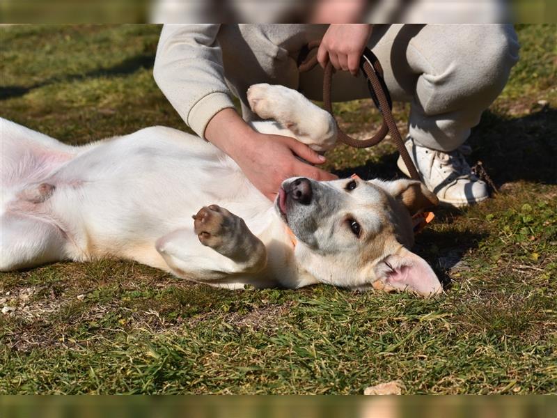 Bodhi ist ein entzückender Junghund, 5 Monate