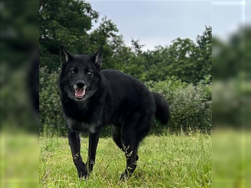 Lycanis Wolfdog® Deckrüde Fenrir ist auf Brautschau