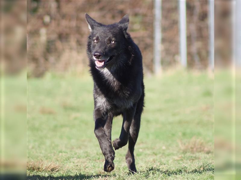 Lycanis Wolfdog® Deckrüde Fenrir ist auf Brautschau