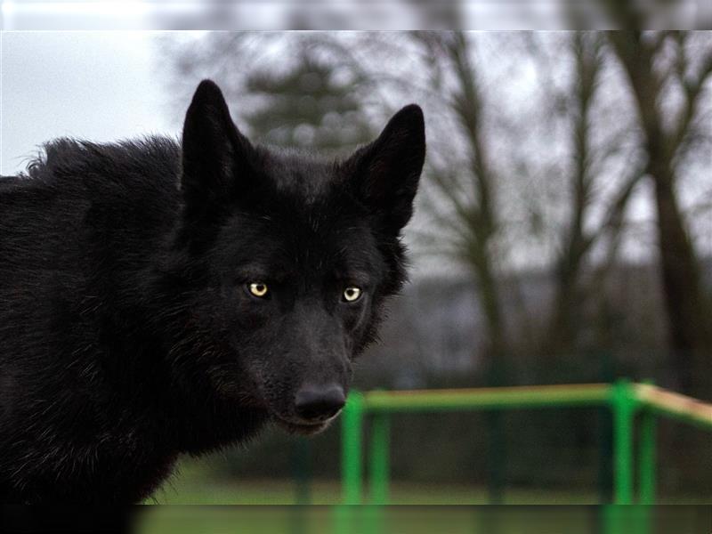 Lycanis Wolfdog® Deckrüde Fenrir ist auf Brautschau