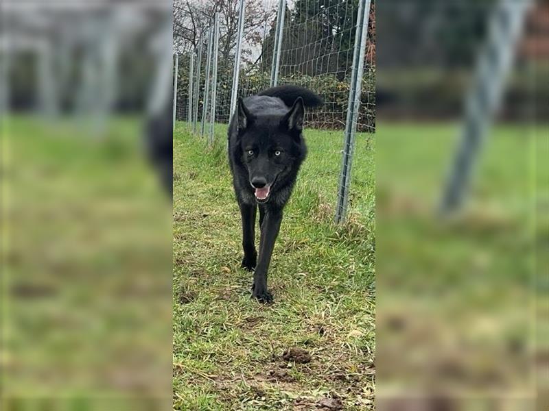 Lycanis Wolfdog® Deckrüde Fenrir ist auf Brautschau