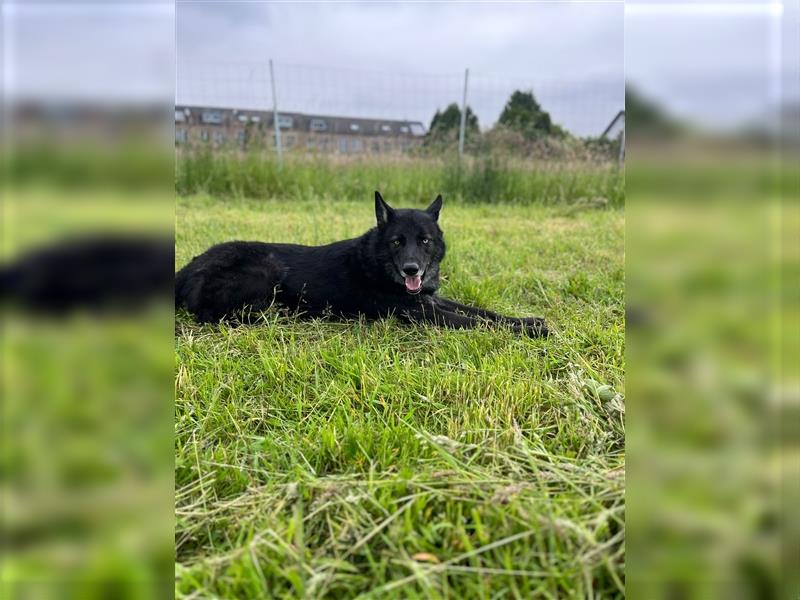 Lycanis Wolfdog® Deckrüde Fenrir ist auf Brautschau