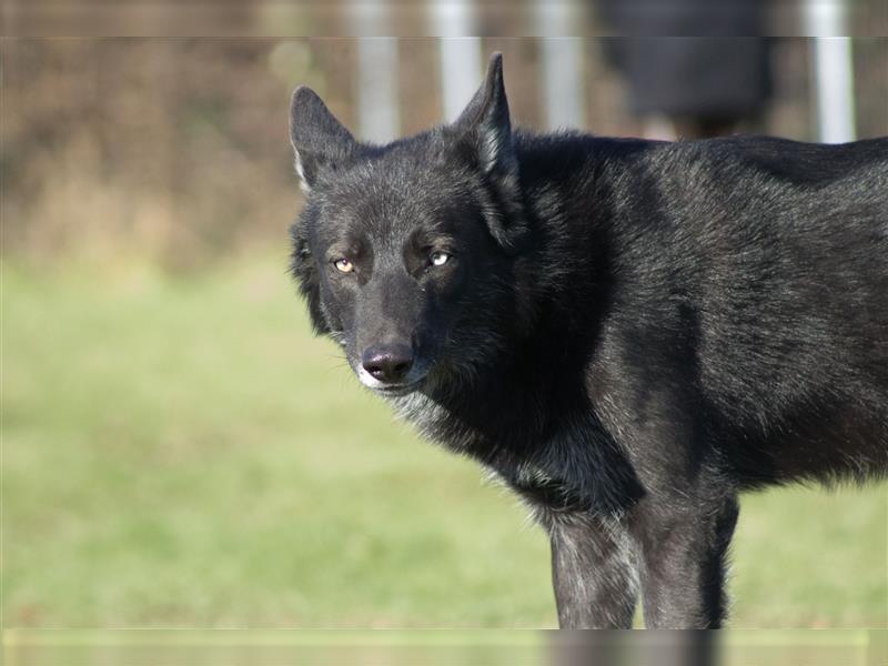 Lycanis Wolfdog® Deckrüde Fenrir ist auf Brautschau