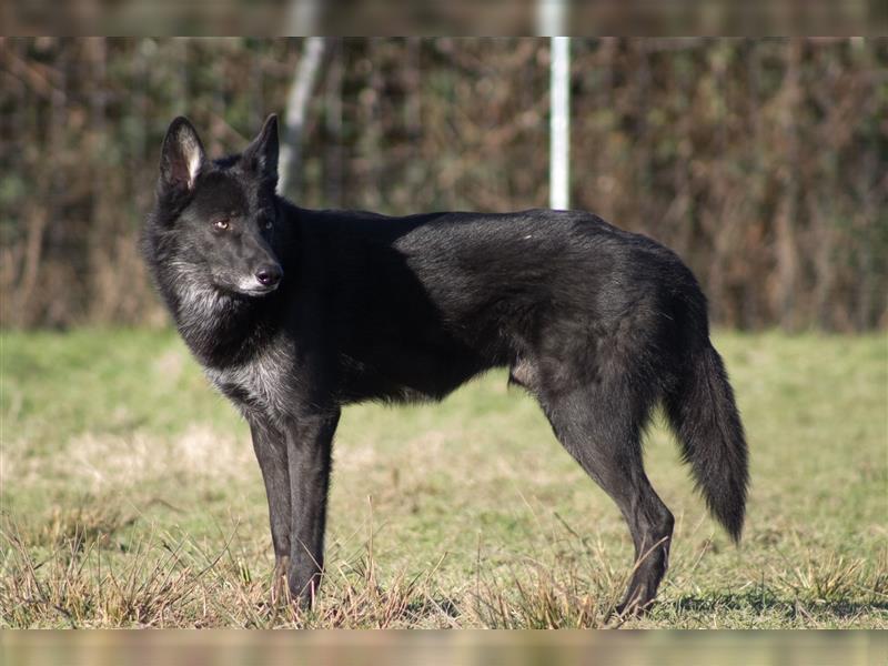 Lycanis Wolfdog® Deckrüde Fenrir ist auf Brautschau