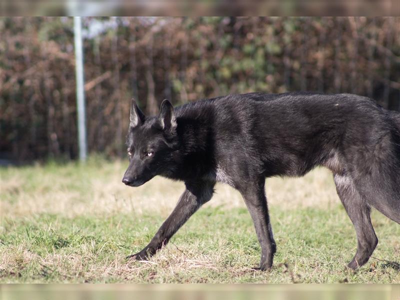 Lycanis Wolfdog® Deckrüde Fenrir ist auf Brautschau