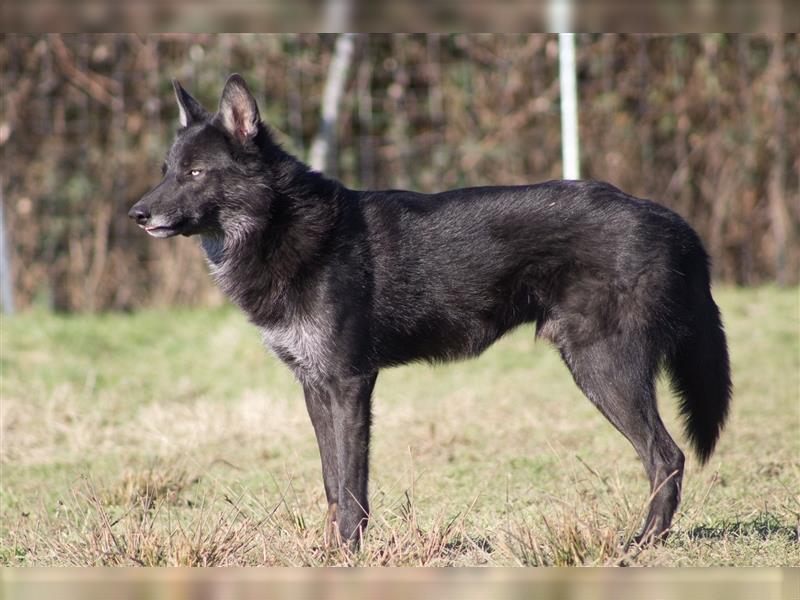 Lycanis Wolfdog® Deckrüde Fenrir ist auf Brautschau