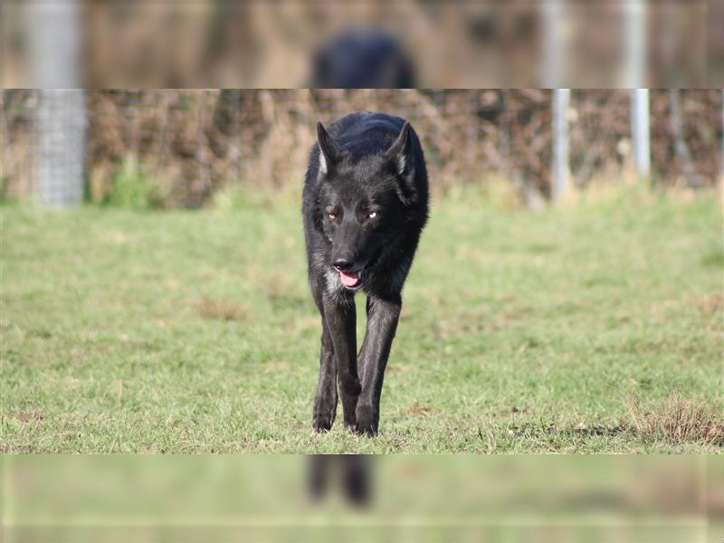 Lycanis Wolfdog® Deckrüde Fenrir ist auf Brautschau