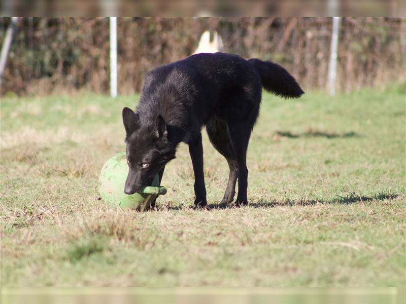 Lycanis Wolfdog® Deckrüde Fenrir ist auf Brautschau