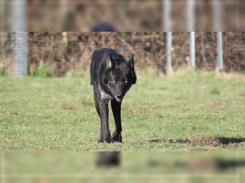 Lycanis Wolfdog® Deckrüde Fenrir ist auf Brautschau