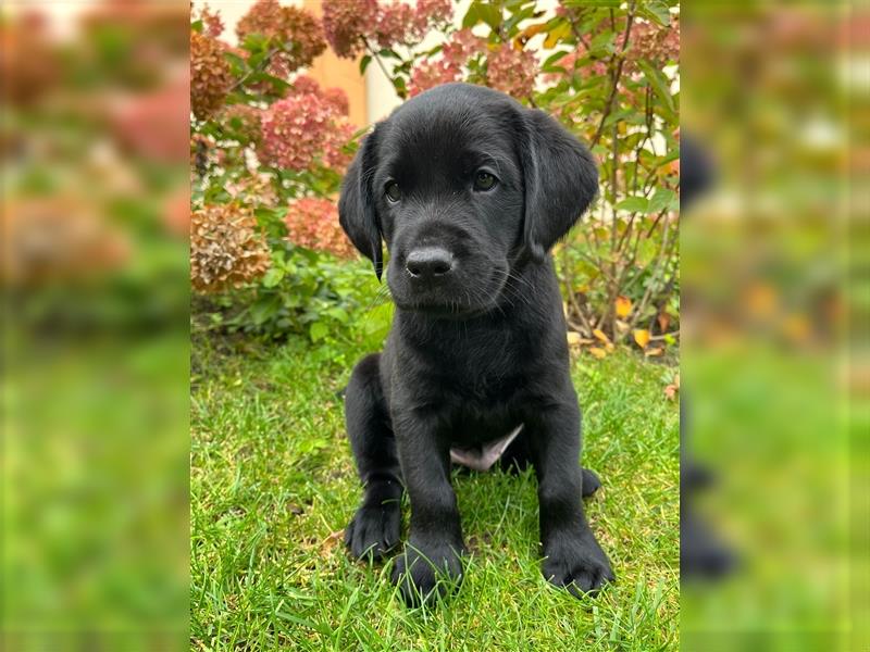 Labrador Welpen