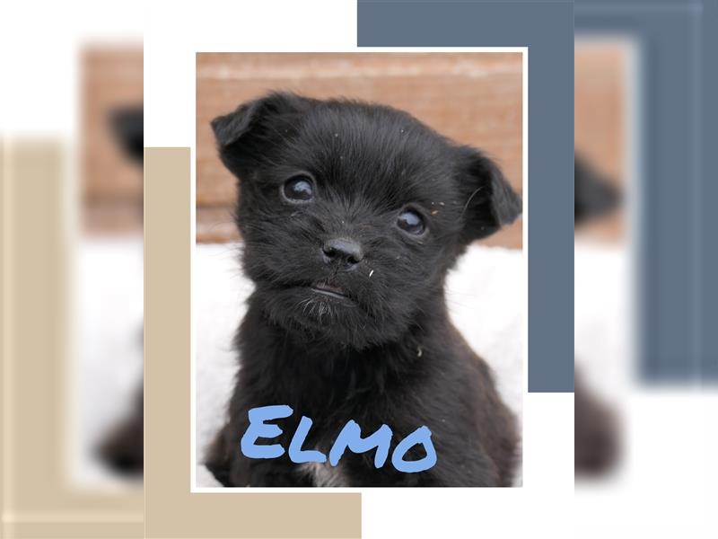 Elmo - Welpe sucht Familie