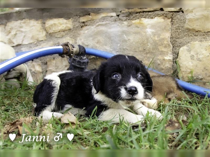 Sieben auf einen Streich!  7 Wuschel suchen ein Zuhause