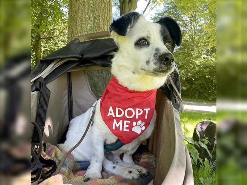 Kleiner Handicap-Traumhund TUBA sucht seine Menschen für immer