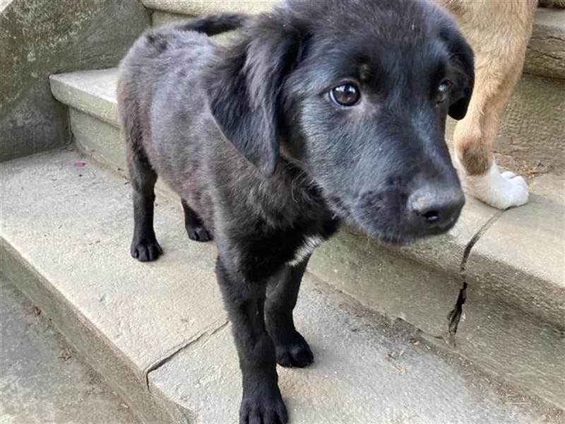 Faxe, Junghund aus Rumänien sucht Pflegestelle oder Zuhause