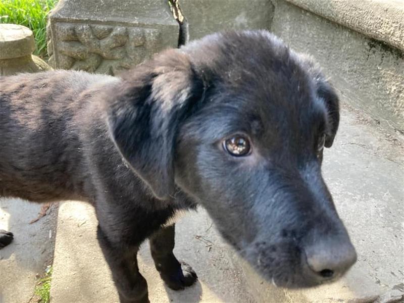 Faxe, Junghund aus Rumänien sucht Pflegestelle oder Zuhause