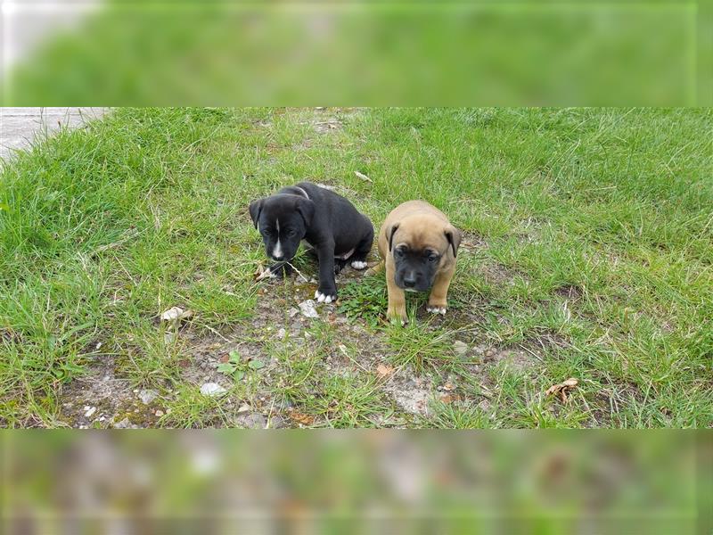 Labradormix, der perfekte Familienhund