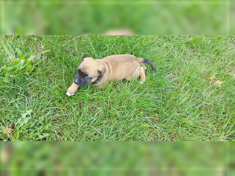 Labradormix, der perfekte Familienhund