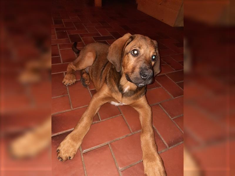 Rhodesian Ridgeback - Berner Sennenhund Welpen --reserviert--