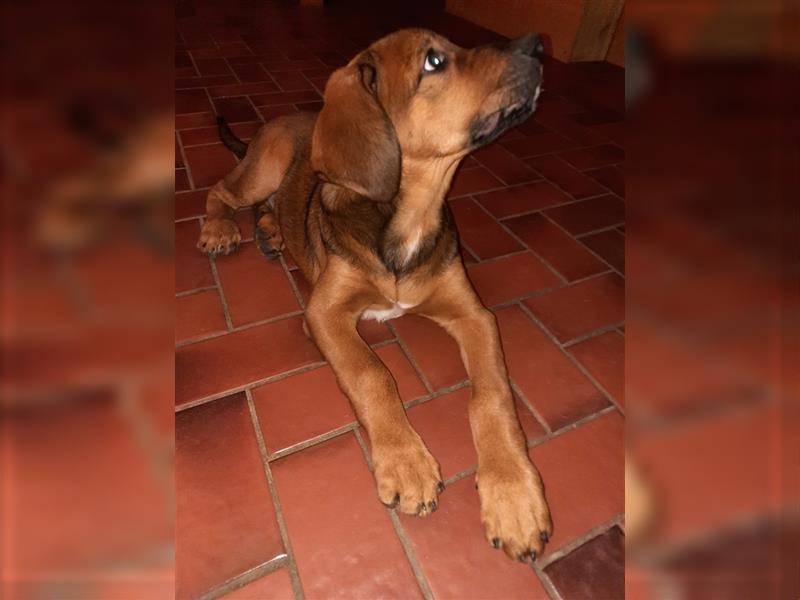 Rhodesian Ridgeback - Berner Sennenhund Welpen --reserviert--