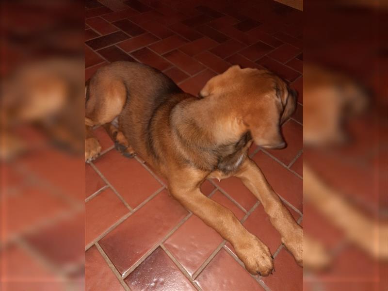 Rhodesian Ridgeback - Berner Sennenhund Welpen --reserviert--