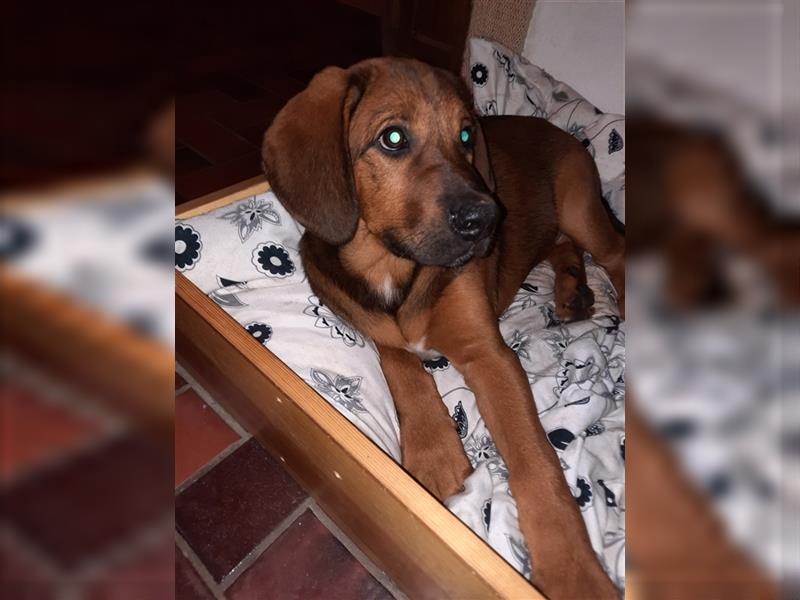 Rhodesian Ridgeback - Berner Sennenhund Welpen --reserviert--