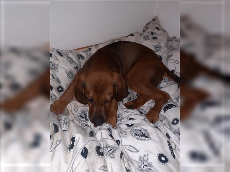 Rhodesian Ridgeback - Berner Sennenhund Welpen --reserviert--