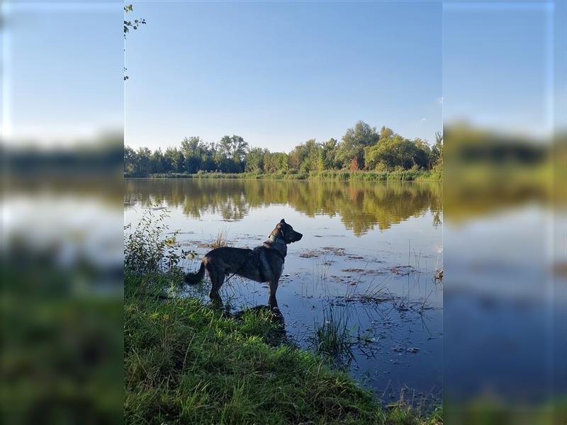 Miles sucht dringend ein neues zu Hause