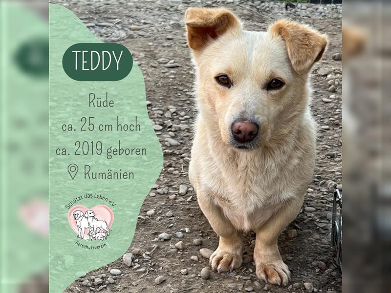 Mini TEDDY sucht sein Zuhause!