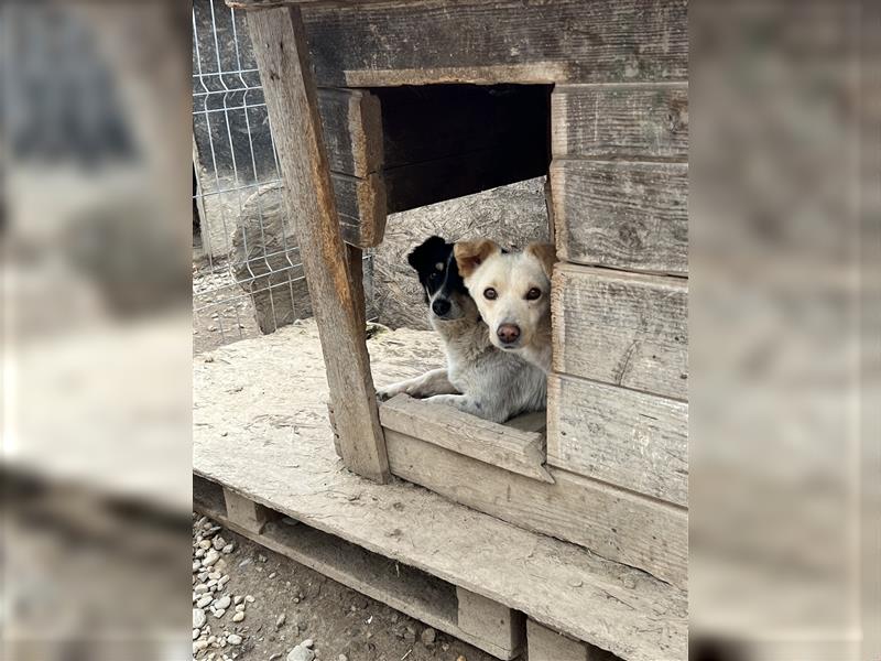 Mini TEDDY sucht sein Zuhause!