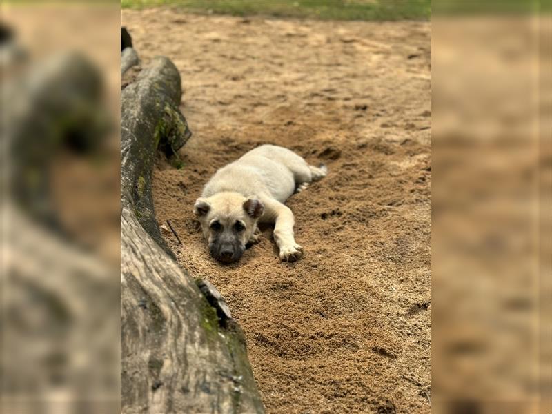 Kangal x Anadolu