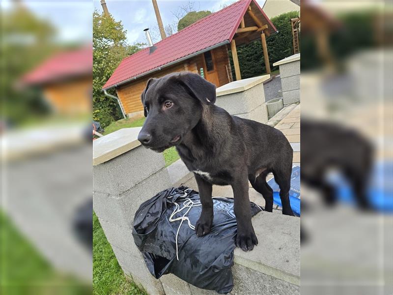 *Zauberhafte Hundewelpen (Idealer Mix) suchen ein liebevolles Zuhause!*