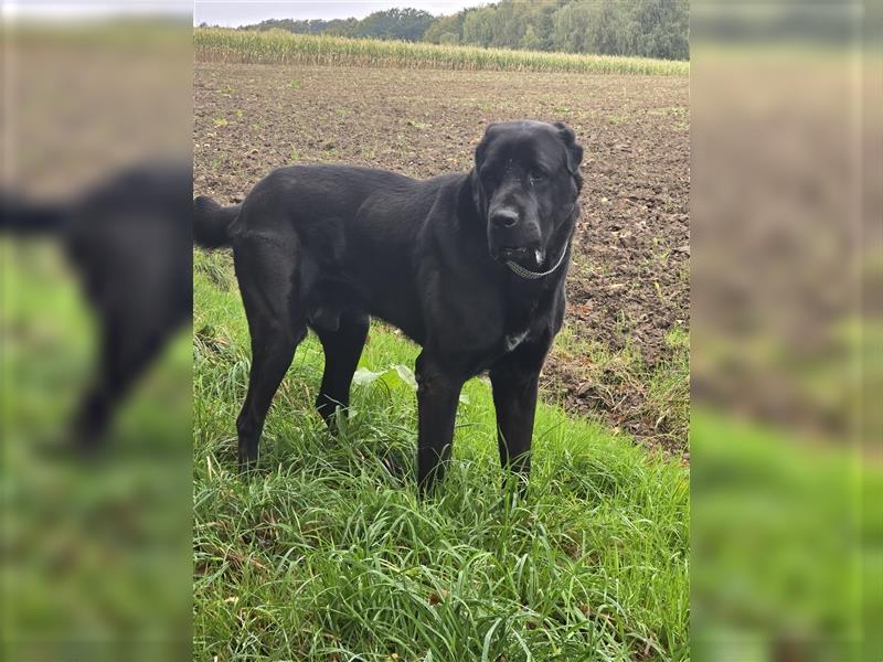 *Zauberhafte Hundewelpen (Idealer Mix) suchen ein liebevolles Zuhause!*