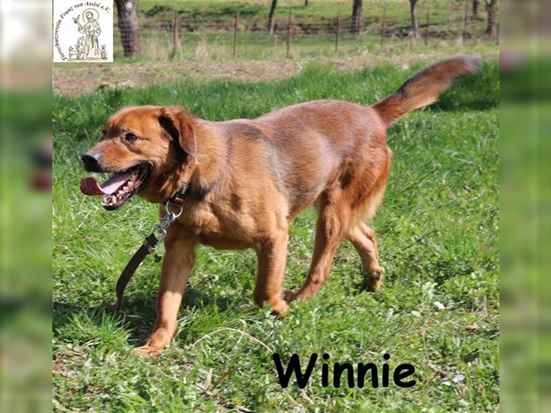 Winnie - liebenswerter Clown