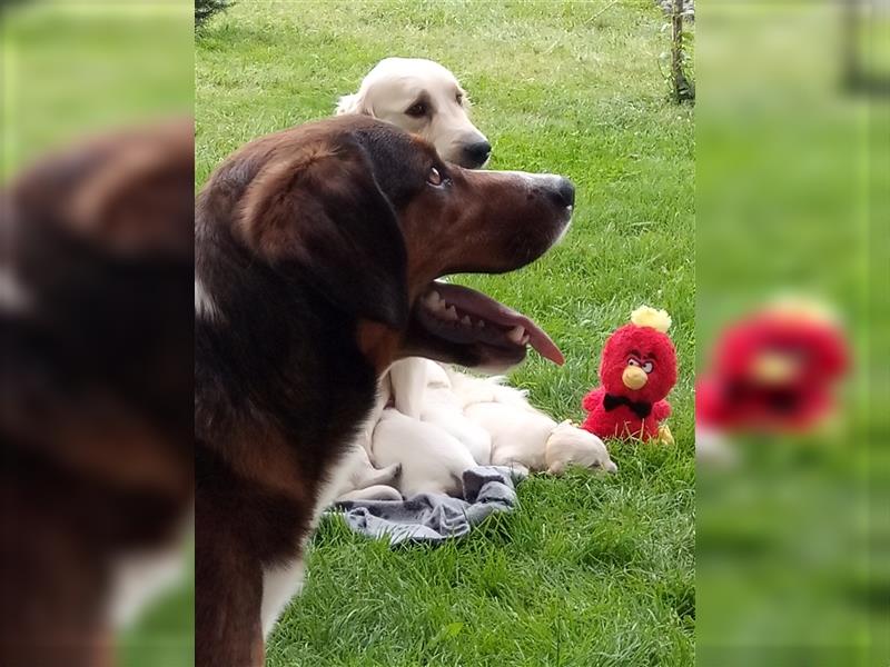 Sportlicher Appenzeller Mix Rüde kastriert sucht gutes Zuhause mit Aufgabe!