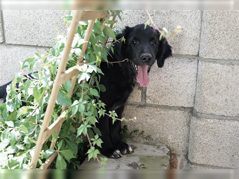 Maximilian sucht ein neues Zuhause