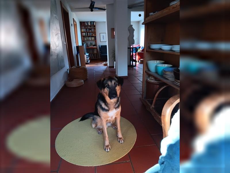 Booga sucht Hundeerfahrene Menschen