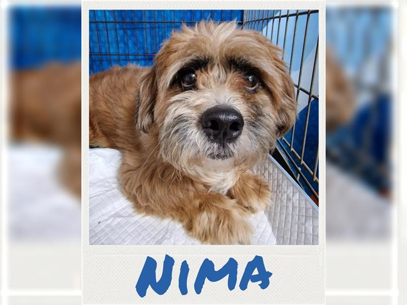 Nima - vorsichtiger Rüde sucht neues Zuhause für immer