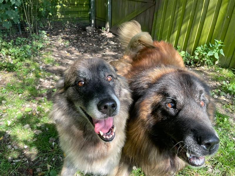 Zwei Portugiesische Herdenschutzhunde suchen ein neues Zuhause