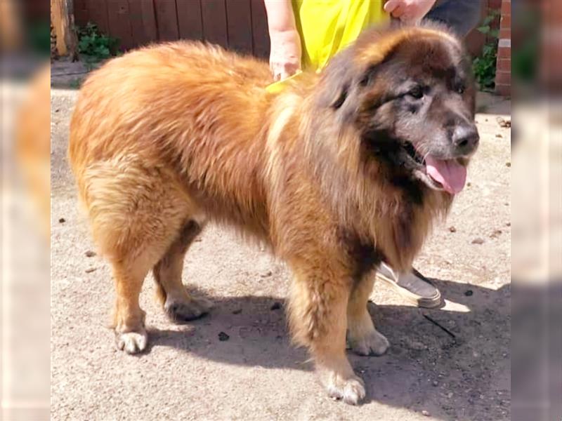 Zwei Portugiesische Herdenschutzhunde suchen ein neues Zuhause