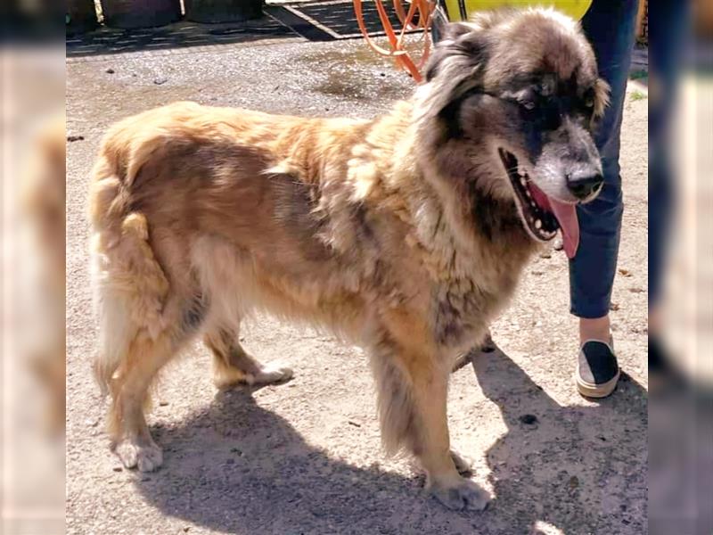 Zwei Portugiesische Herdenschutzhunde suchen ein neues Zuhause