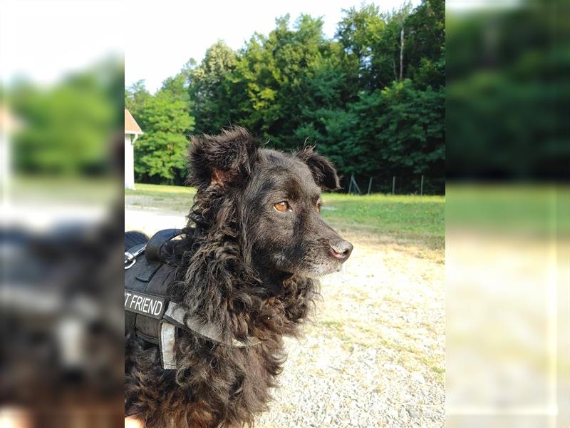 Pino kroatischer Schäferhund Mischling Rüde sucht Zuhause oder Pflegestelle