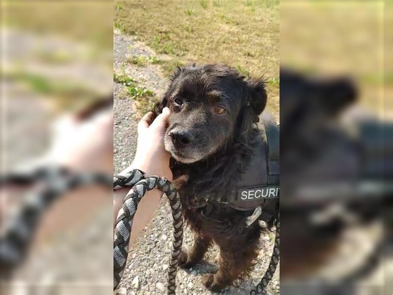 Pino kroatischer Schäferhund Mischling Rüde sucht Zuhause oder Pflegestelle