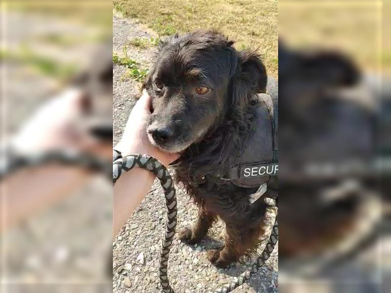 Pino kroatischer Schäferhund Mischling Rüde sucht Zuhause oder Pflegestelle