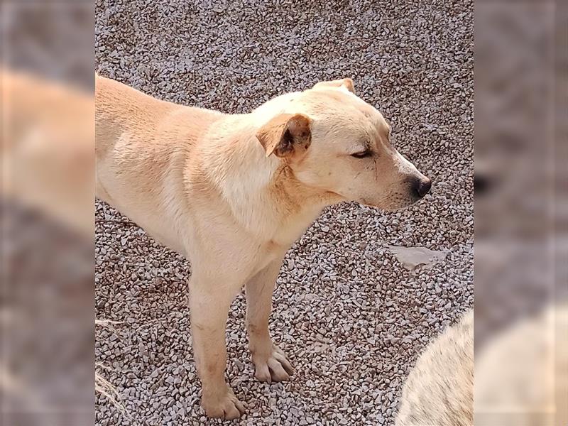 Zuco Labrador Mischlingsrüde Mischling Rüde sucht Zuhause oder Pflegestelle