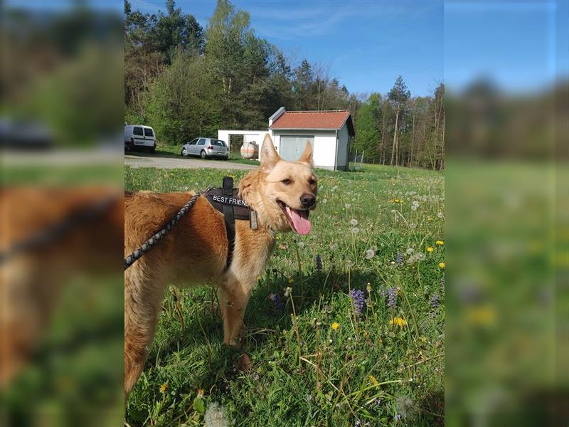 Idaho junger Mischlingsrüde Mischling Rüde Junghund sucht Zuhause oder Pflegestelle