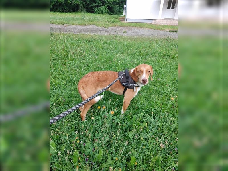 Yoshi Bracken Mischlingsrüde Mischling Rüde sucht Zuhause oder Pflegestelle